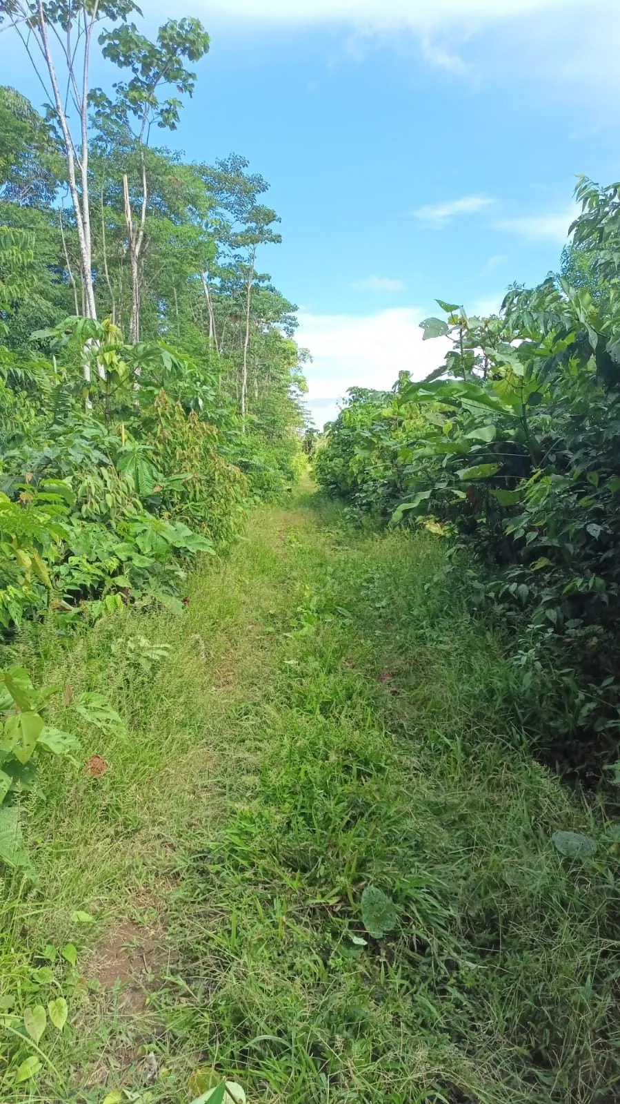 Hacienda amazónica de 310 ha con cacao, balsa, potreros y acceso E40 - 3