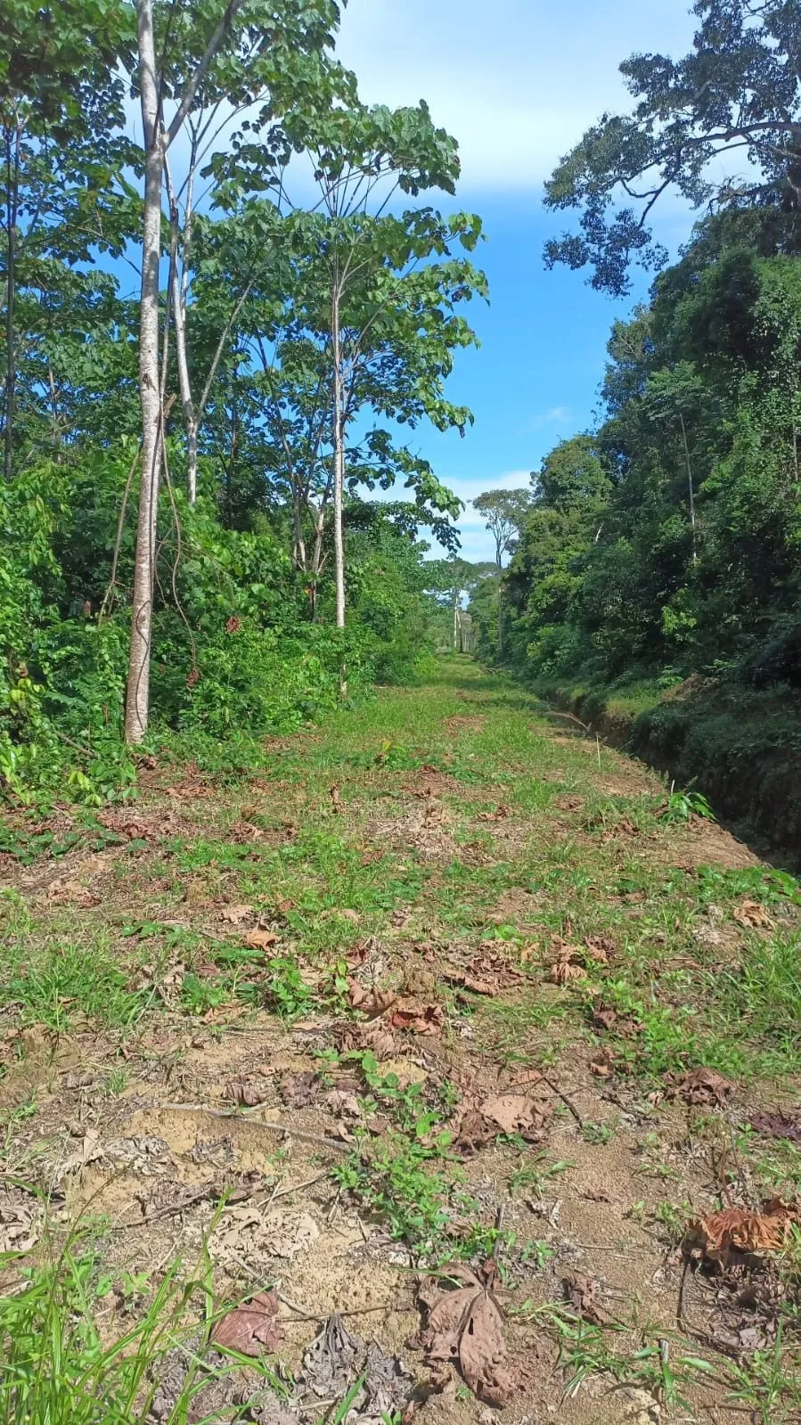 Hacienda amazónica de 310 ha con cacao, balsa, potreros y acceso E40 - 2