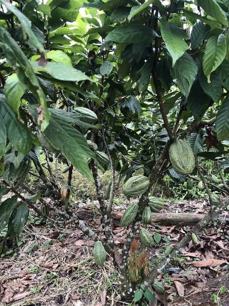 Hacienda amazónica de 310 ha con cacao, balsa, potreros y acceso E40 - 7