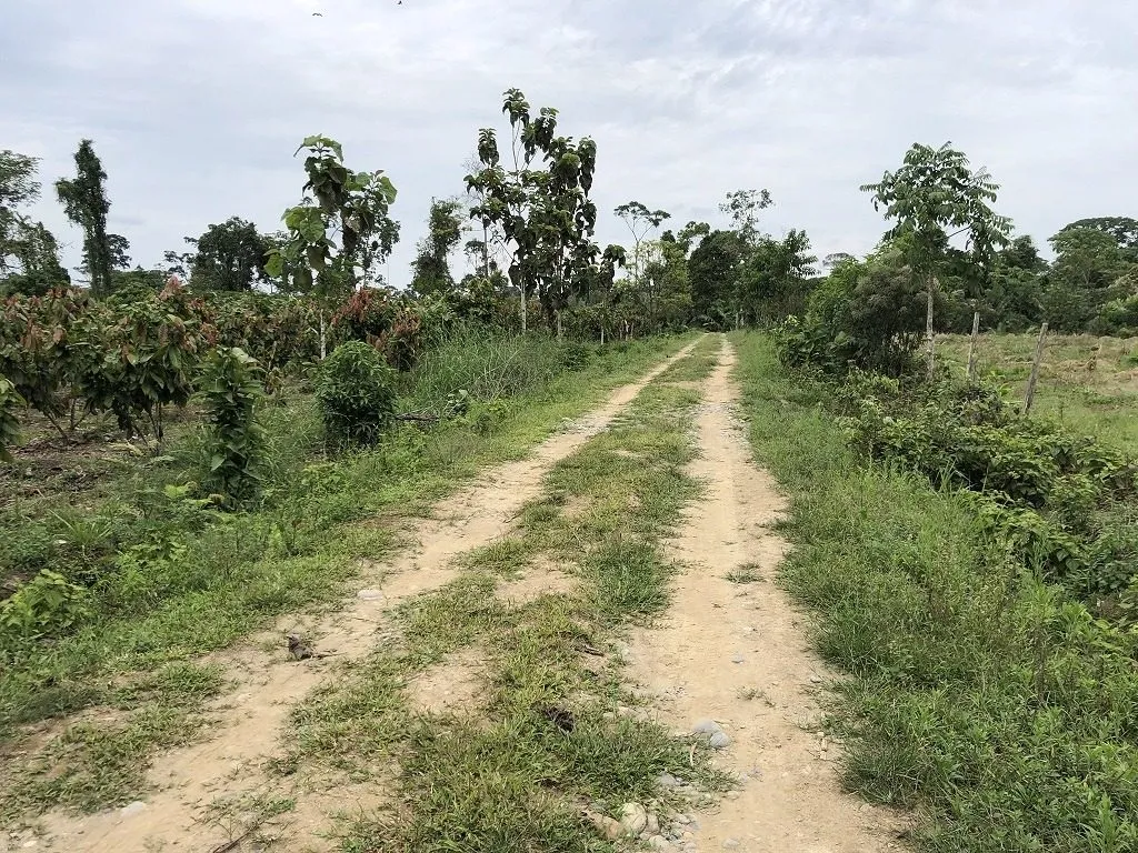 Hacienda amazónica de 310 ha con cacao, balsa, potreros y acceso E40 - 6