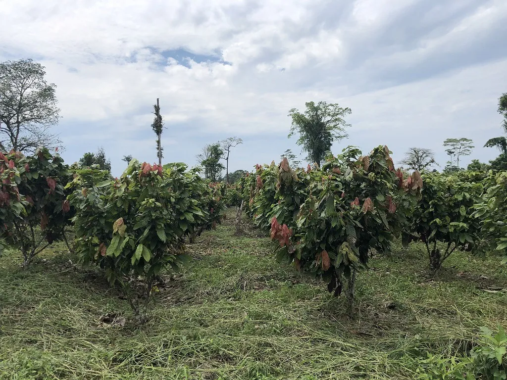 Hacienda amazónica de 310 ha con cacao, balsa, potreros y acceso E40 - 8