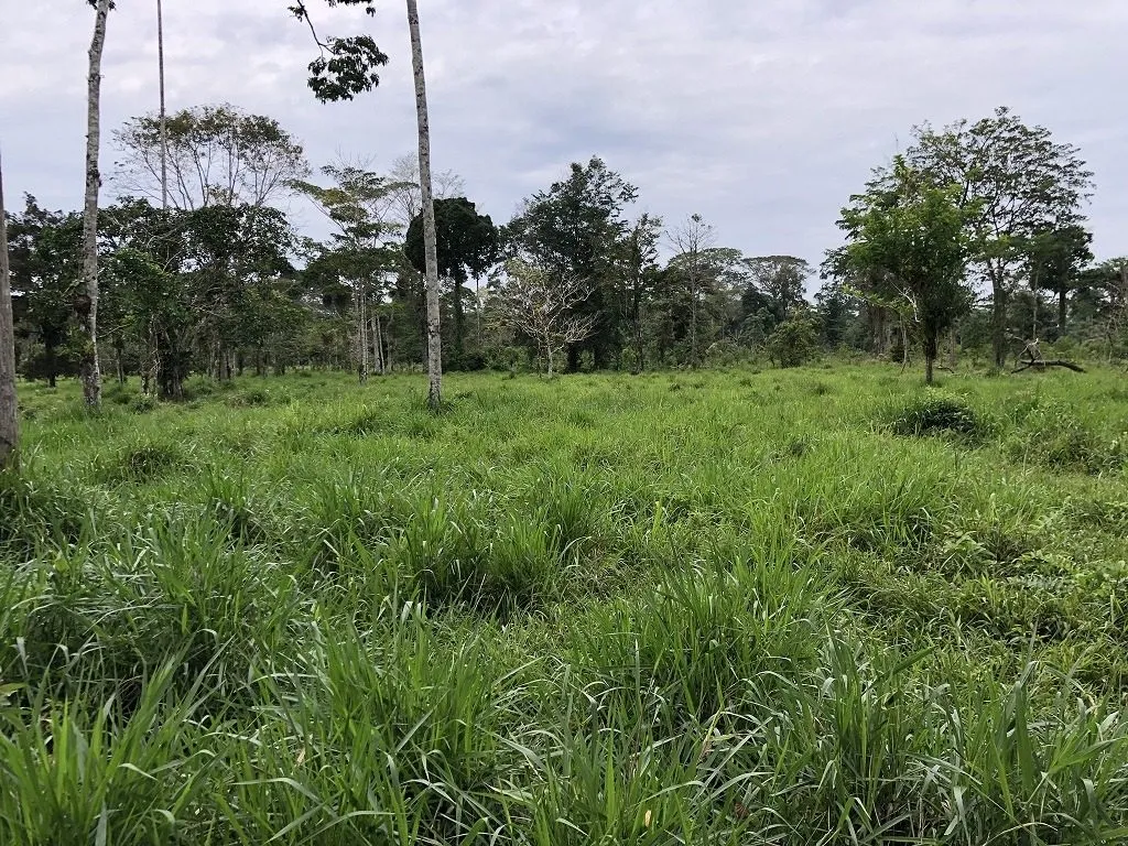 Hacienda amazónica de 310 ha con cacao, balsa, potreros y acceso E40 - 4