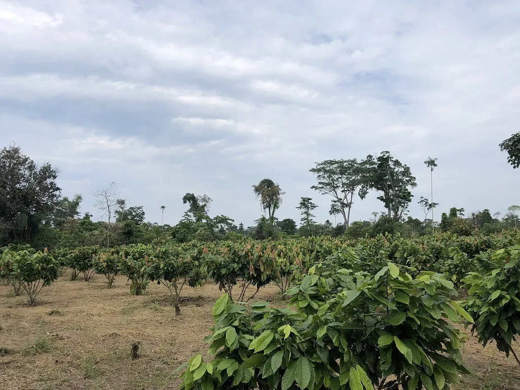 Hacienda amazónica de 310 ha con cacao, balsa, potreros y acceso E40 - 1